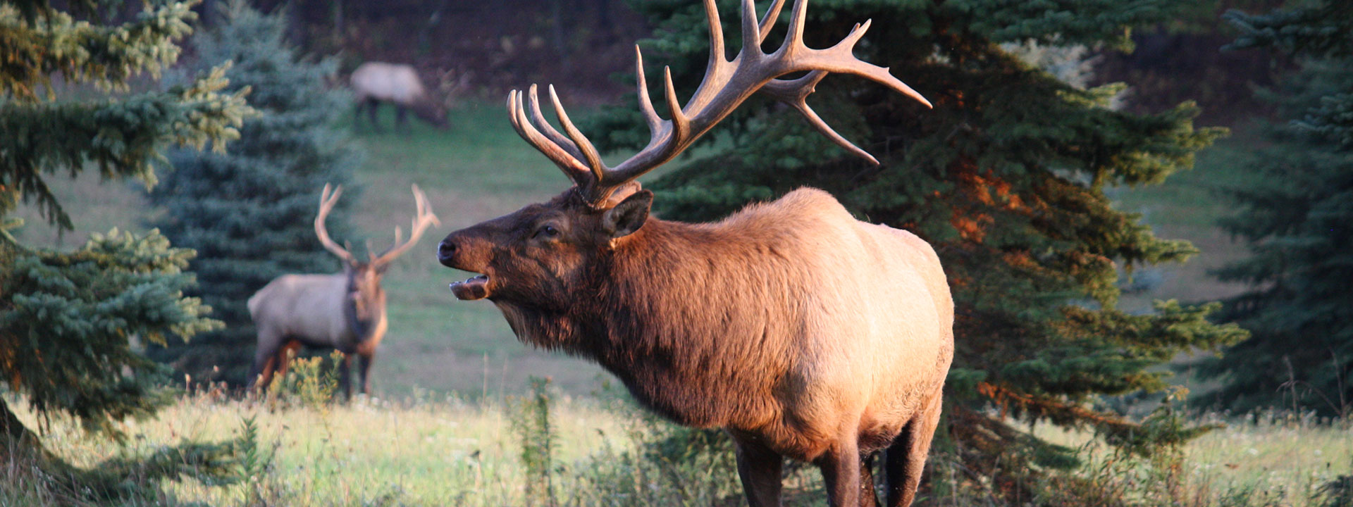 Staff 720 keystone elk country alliance