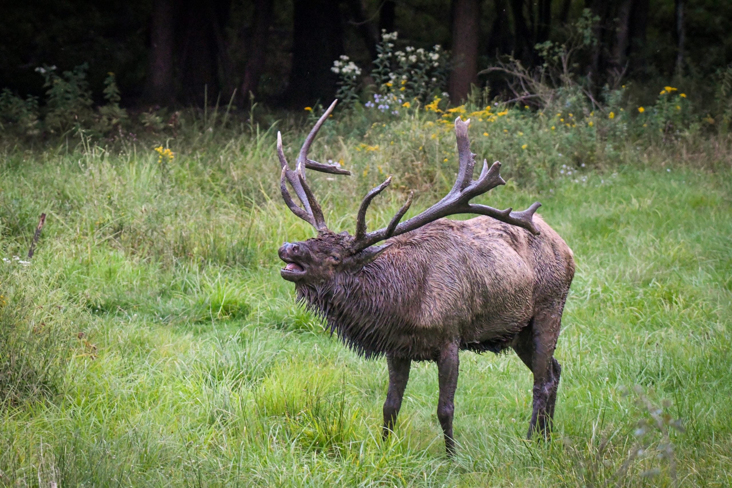 Elk on display at the Elk Country Visitor Center