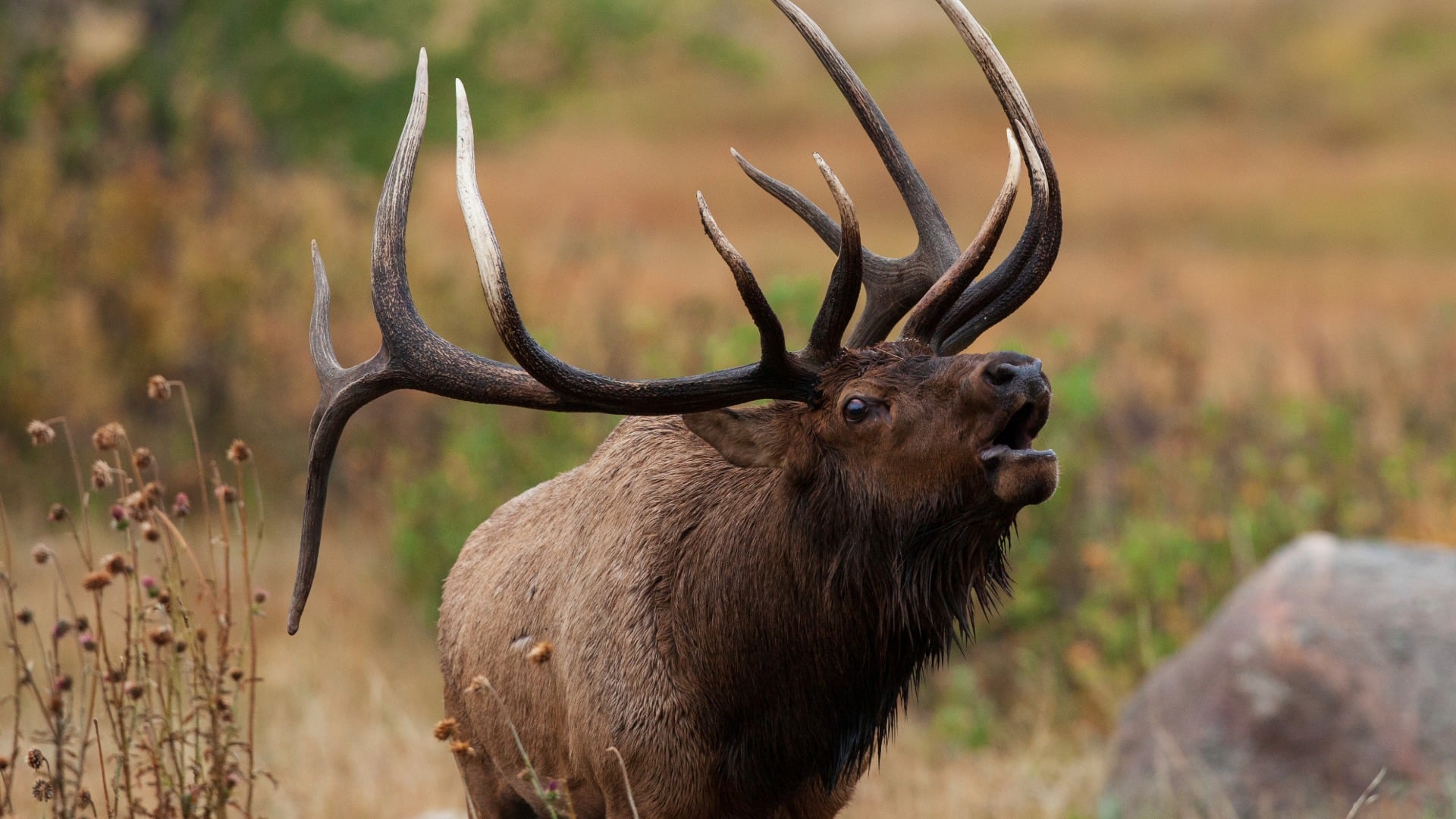 Elk Country Visitor Center Home Page