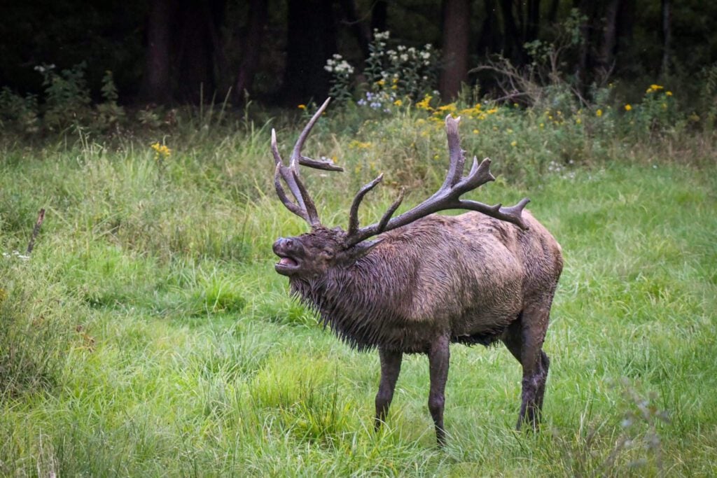 Elk at Elk Country Visitor Center