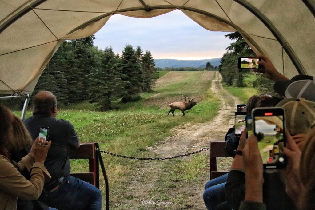 Elk Country Wagon Rides