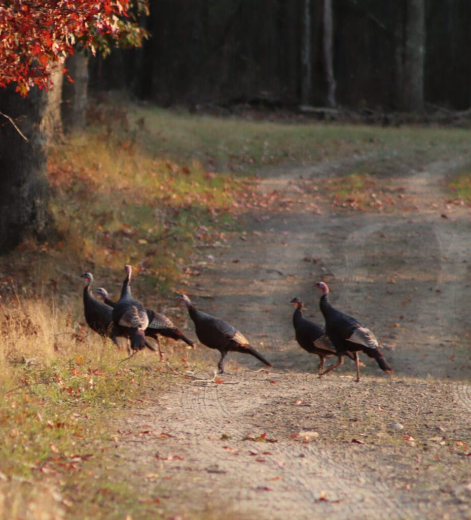 Turkeys on the Trail at Elk Country Visitors Center
