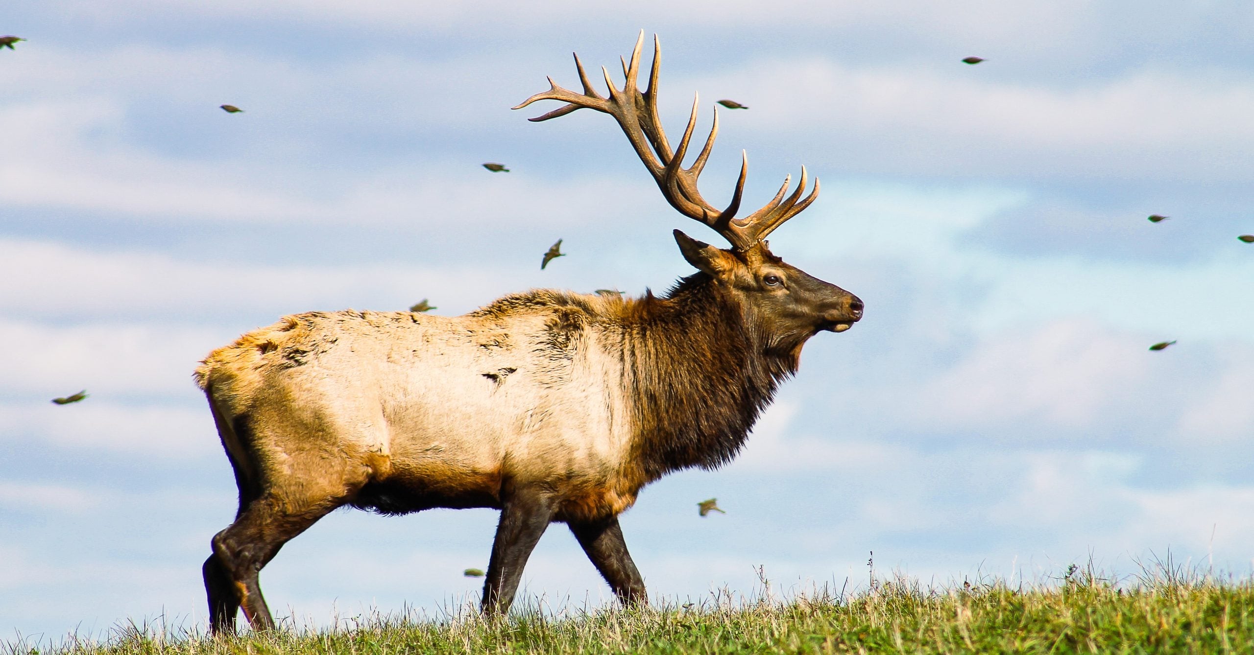 Elk Country Visitor Center