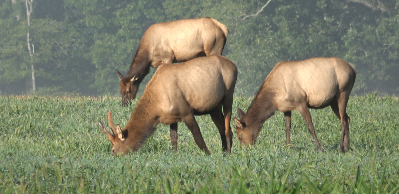 Elk Eating