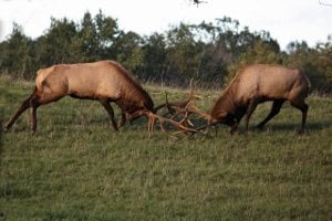 Elk Fight