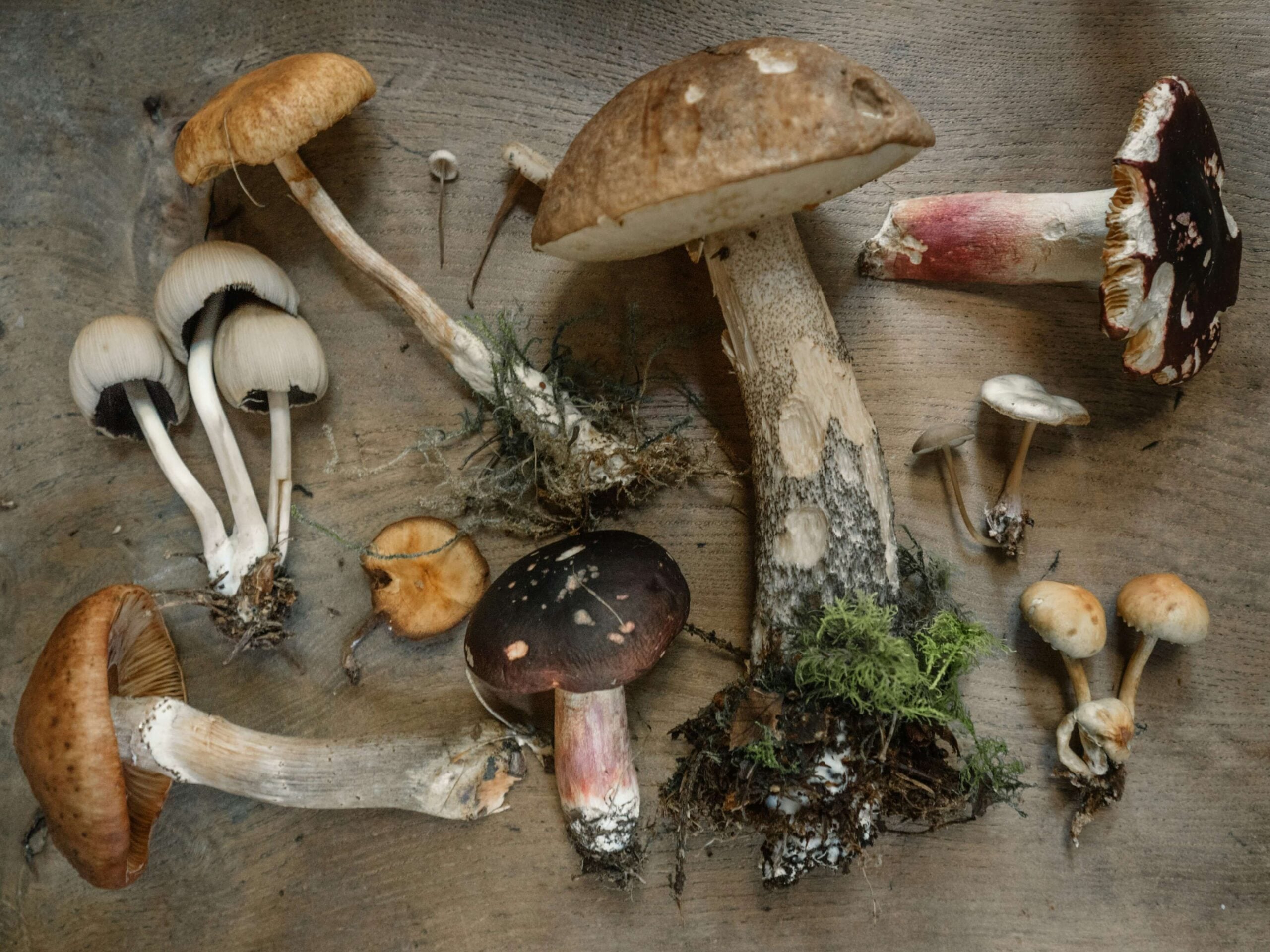Saturday, September 26th ~ 2pm Zombies in the Natural World: Cordyceps Fungus & CWD