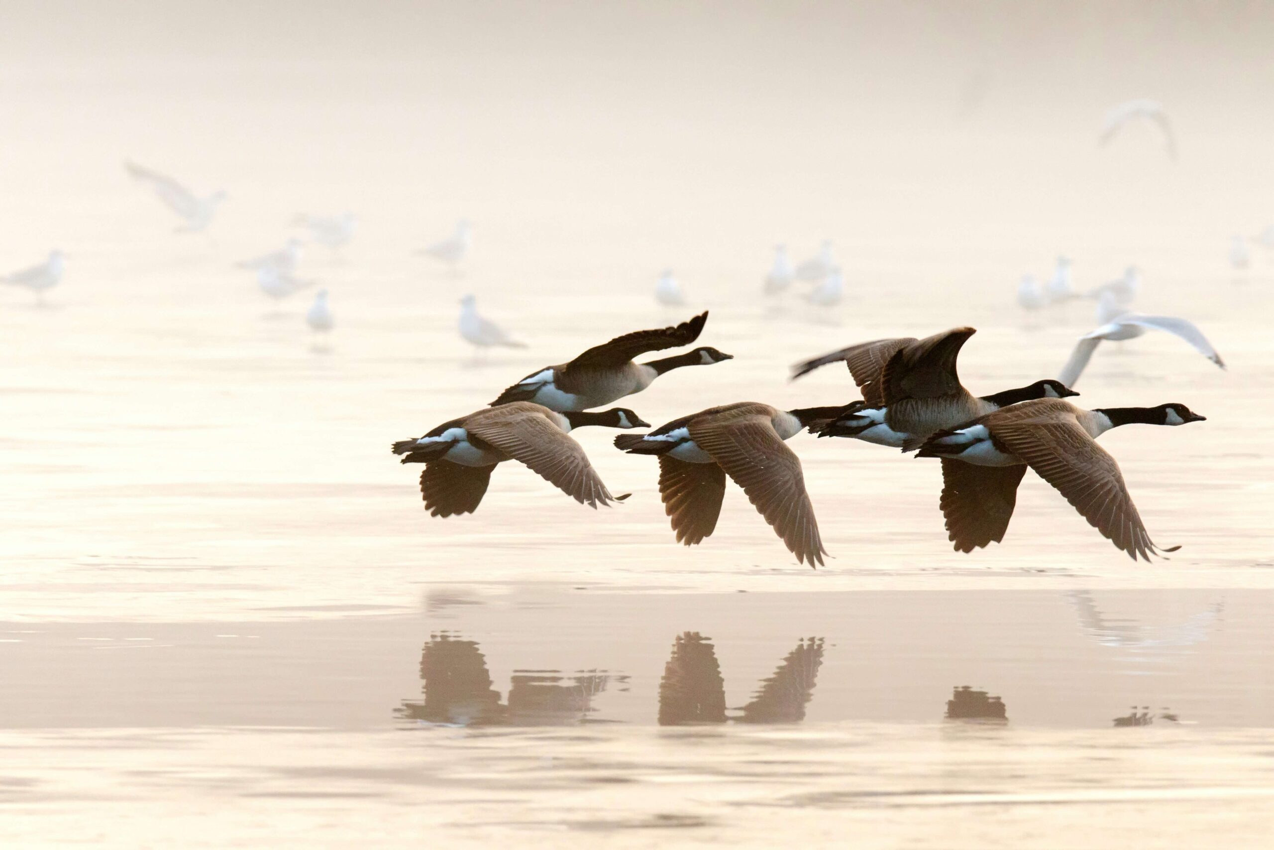 Bird Migration